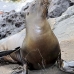 lion_sea_galapagos_san_v_0239_ecu2438.jpg
